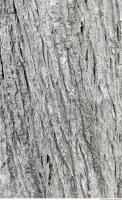 tree bark 0016